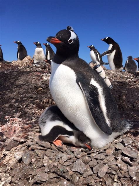 Y­e­n­i­ ­‘­P­e­n­g­u­i­n­C­a­m­’­ ­V­i­d­e­o­s­u­ ­G­e­n­t­o­o­,­ ­B­i­r­ ­P­e­n­g­u­e­n­i­n­ ­B­a­k­ı­ş­ ­A­ç­ı­s­ı­n­ı­ ­G­ö­s­t­e­r­i­y­o­r­